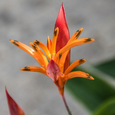 Paradise Beach نيفيس المظهر الخارجي الصورة